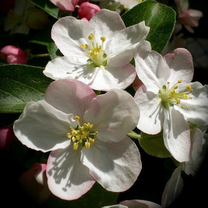 Apple Flower Essence