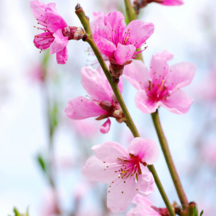 Apricot Flower Essence