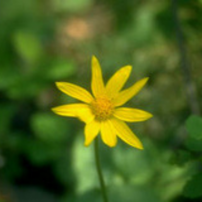 Arnica Flower Essence