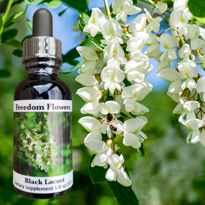 Black Locust Flower Essence