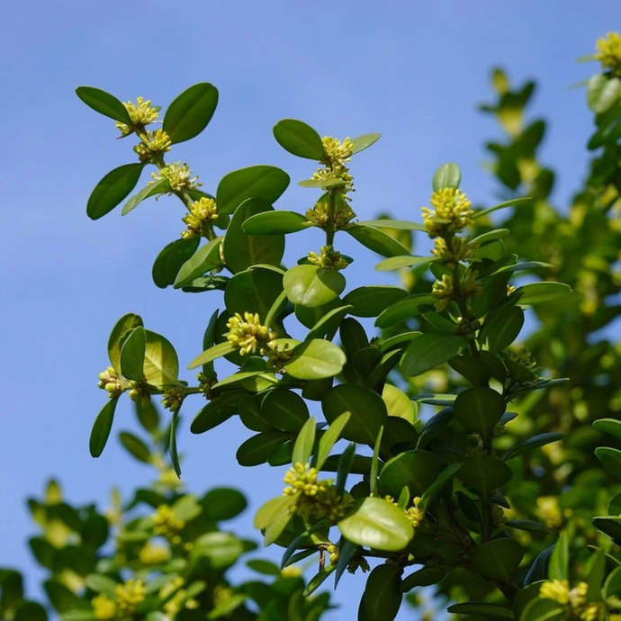 Boxwood Flower Essence