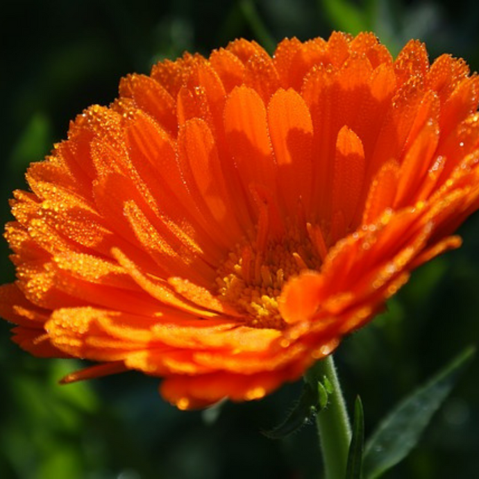 Calendula Flower Essence