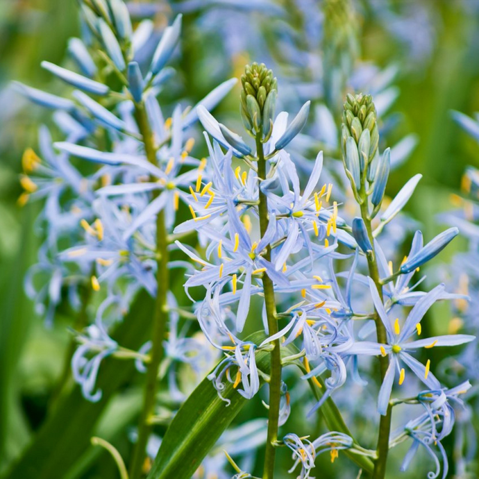 Camas Flower Essence