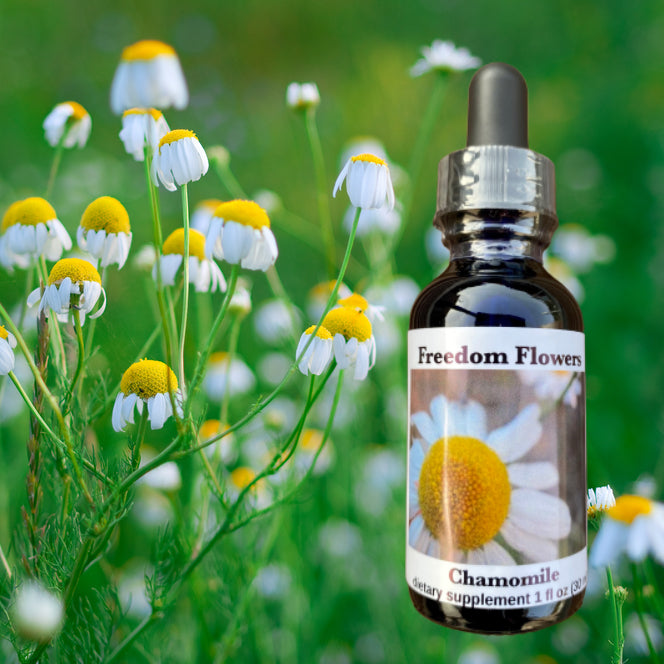 Chamomile Flower Essence