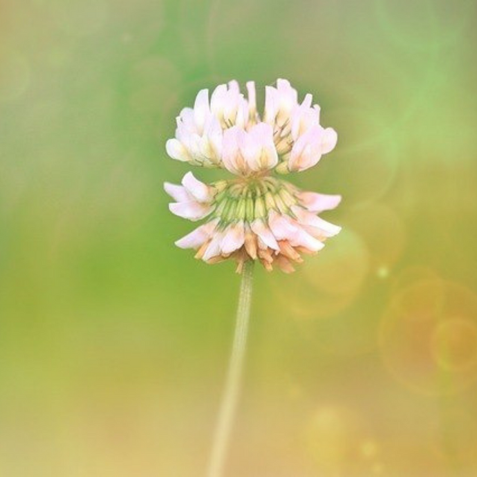 Clover Flower Essence