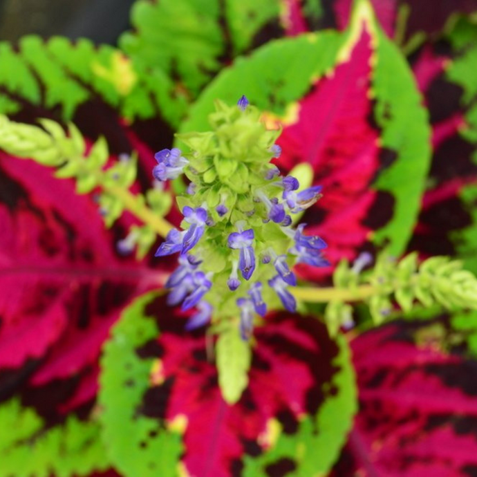 Coleus Flower Essence