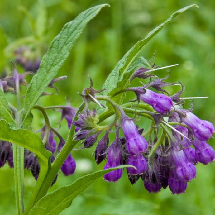 Comfrey Flower Essence