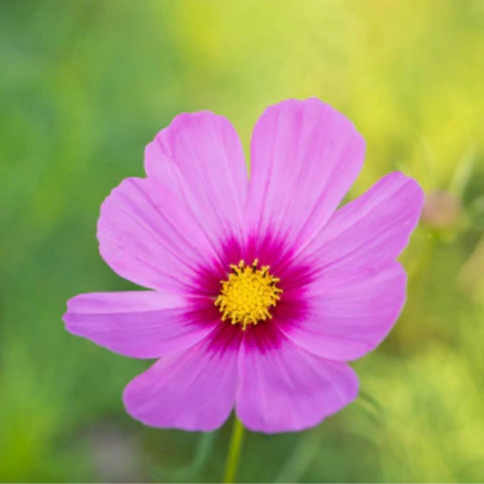 Cosmos Flower Essence