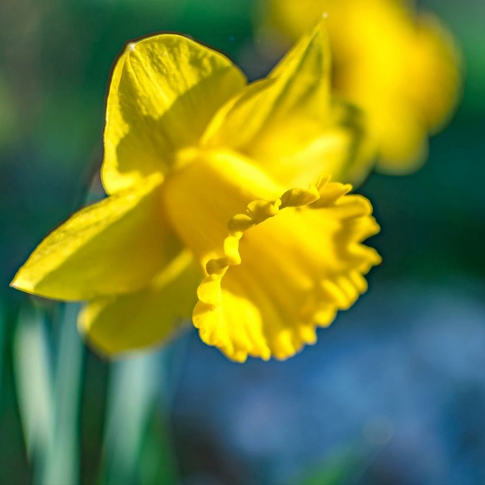 Daffodil Flower Essence