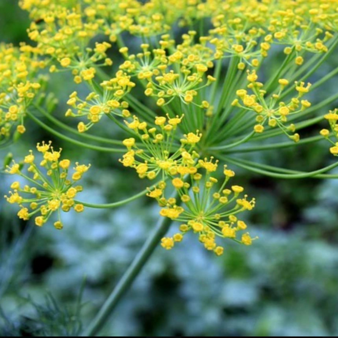 Dill Flower Essence