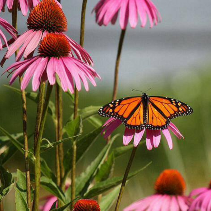 Echinacea Flower Essence