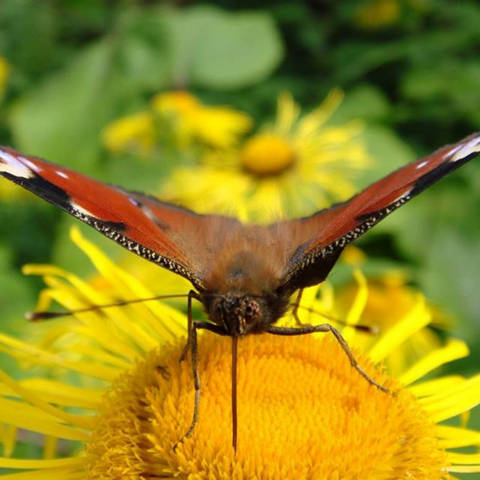 Elecampane Flower Essence