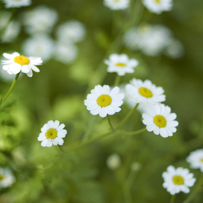 Feverfew Flower Essence