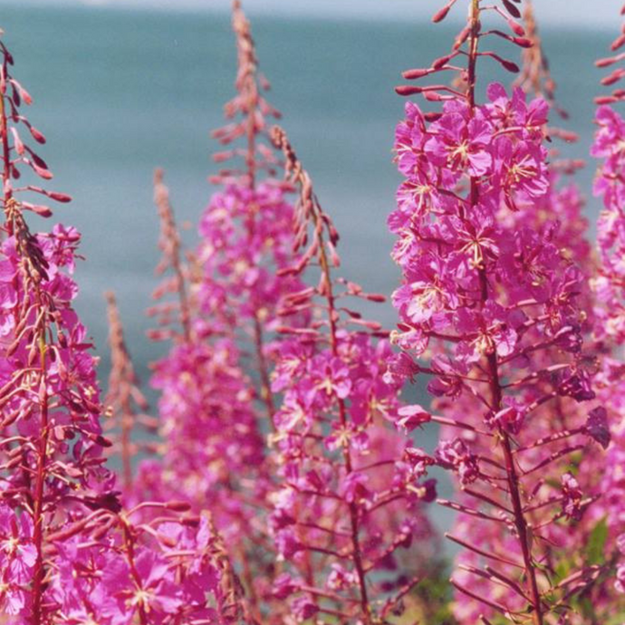 Fireweed Flower Essence