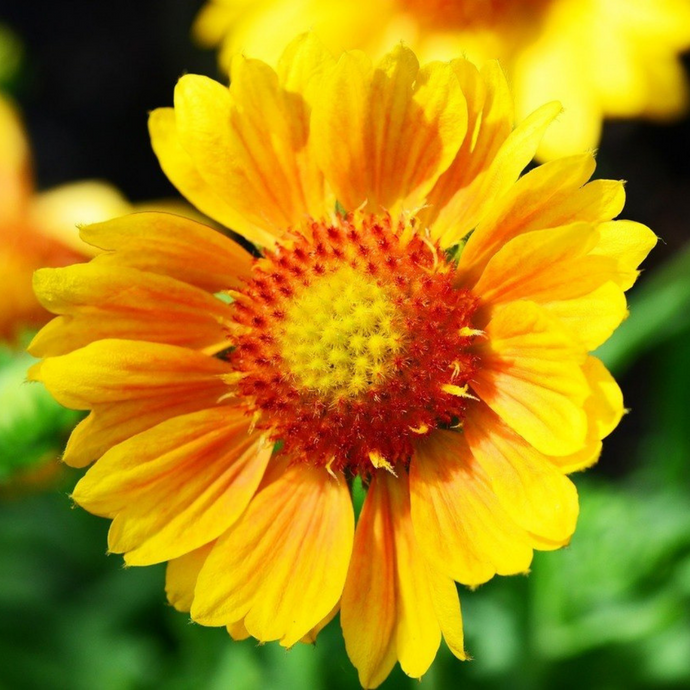 Gaillardia Flower Essence