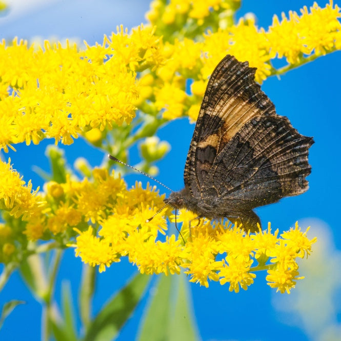 Goldenrod Flower Essence