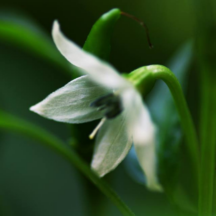 Habanero Flower Essence