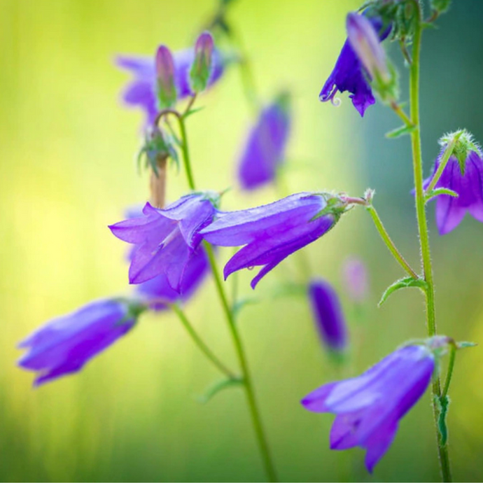 Harebell Flower Essence