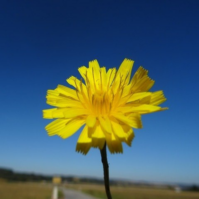 Hawkweed Flower Essence