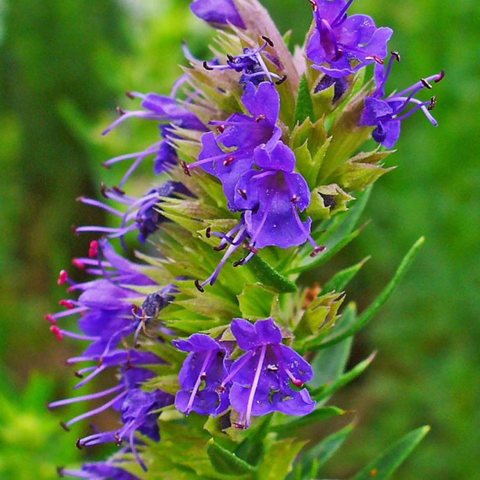 Hyssop Flower Essence