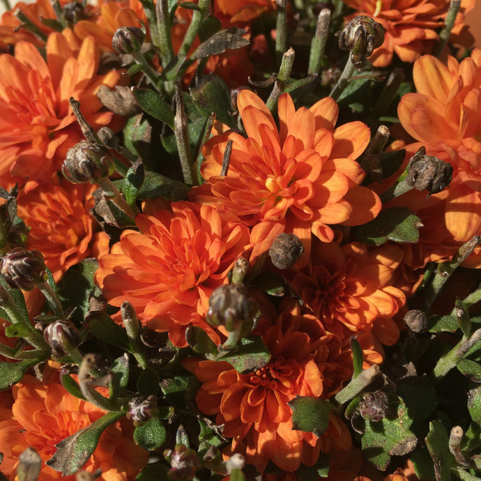 Orange Mum