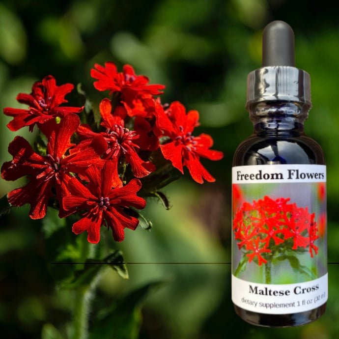 Maltese Cross Flower Essence