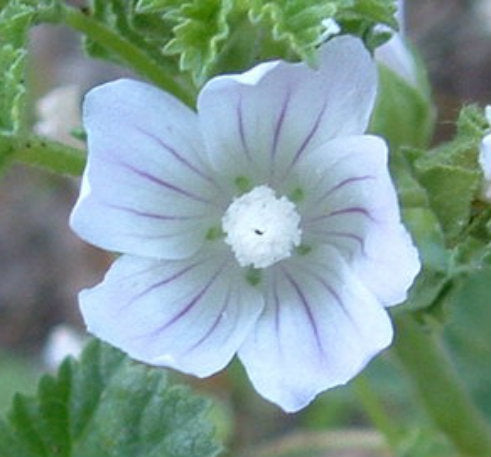 Malva Flower Essence