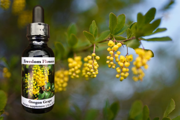 Oregon Grape Flower Essence