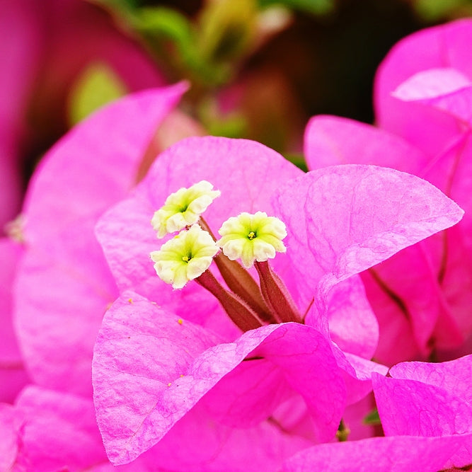 Pink Bougainvillea Flower Essence