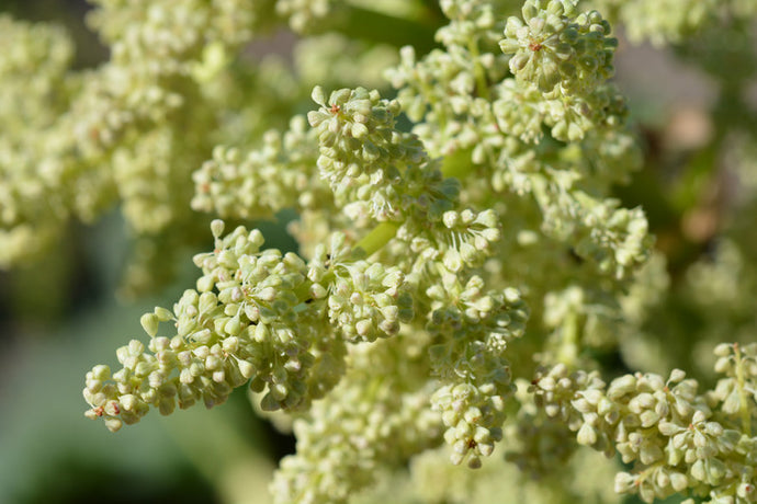 Rhubarb Flower Essence