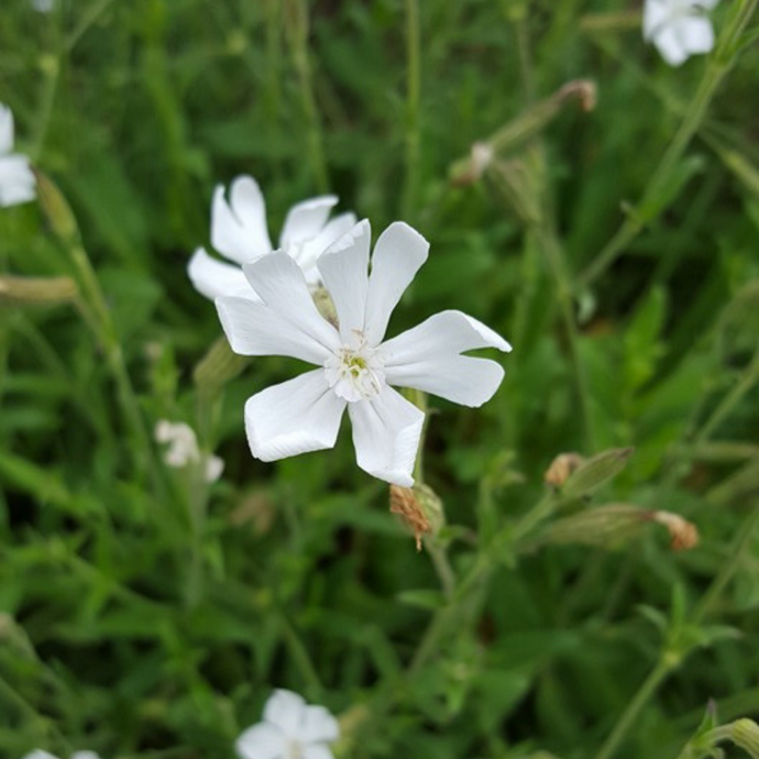 Xhosa Flower Essence