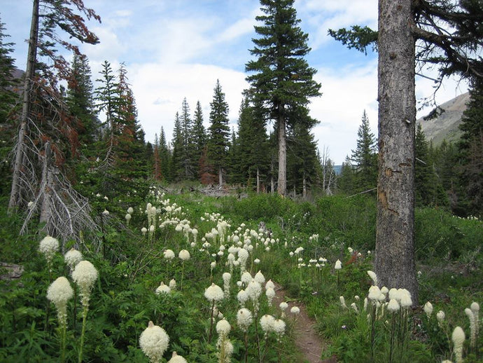 Bear Grass Flower Essence