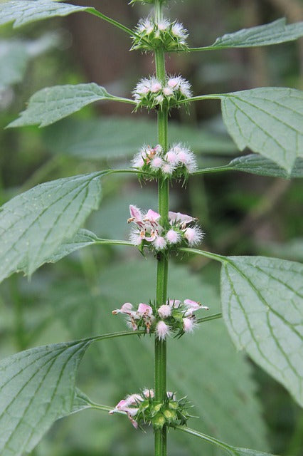 Motherwort Flower Essence