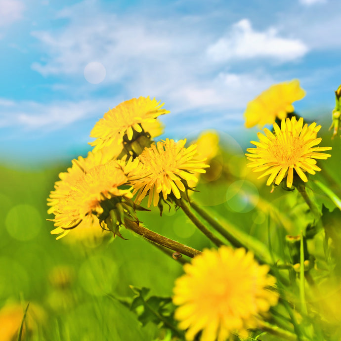 Dandelion Flower Essence