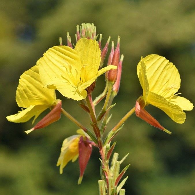 Evening Primrose Flower Essence