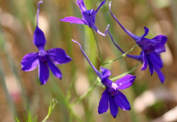 Larkspur Flower Essence