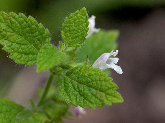 Lemon Balm Flower Essence