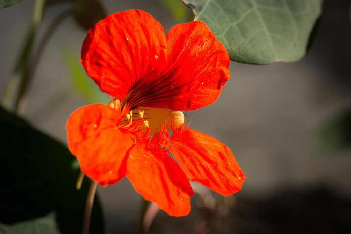 Nasturtium Flower Essence