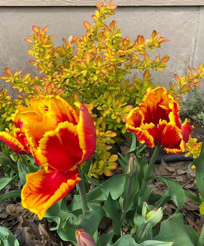 Parrot Tulip Flower Essence