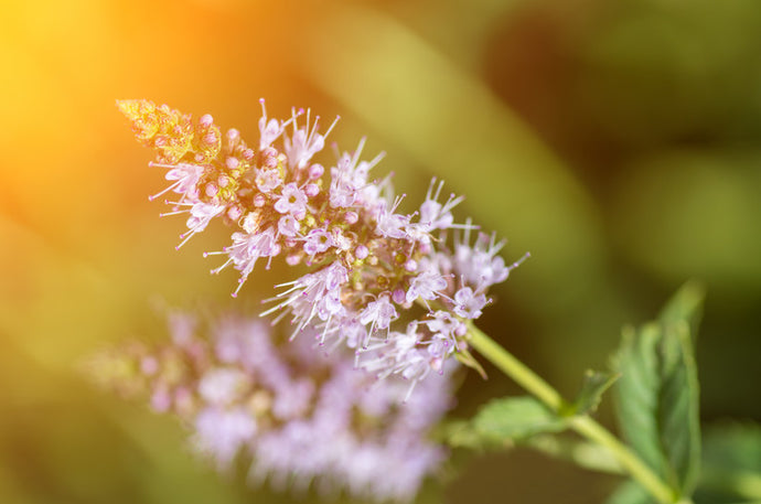 Peppermint Flower Essence