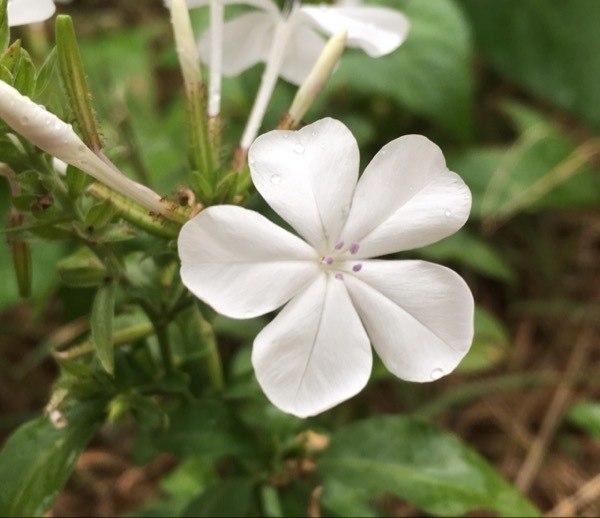 Plumbago Flower Essence