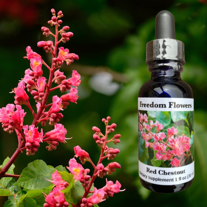 Red Chestnut Flower Essence