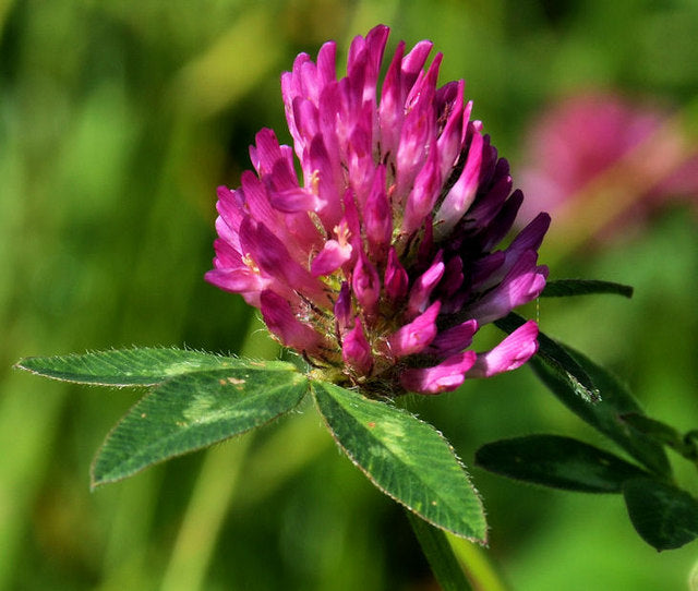 Red Clover Flower Essence