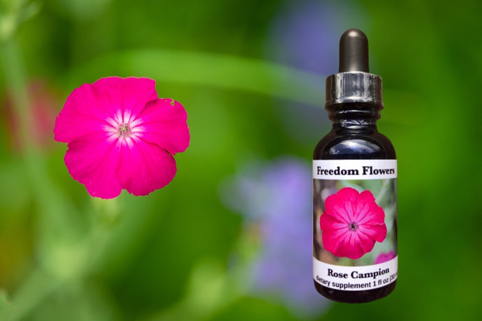 Rose Campion Flower Essence