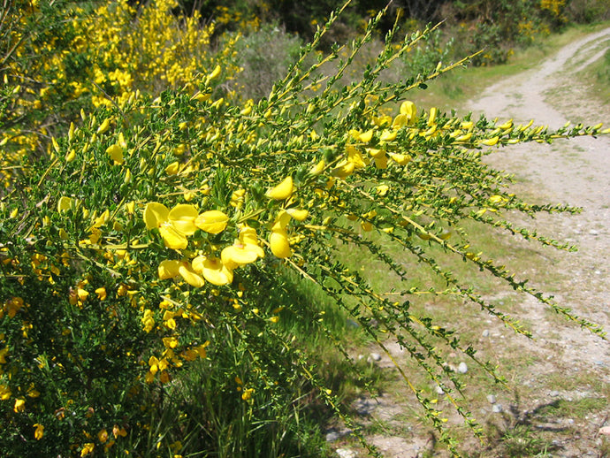 Scotch Broom Flower Essence