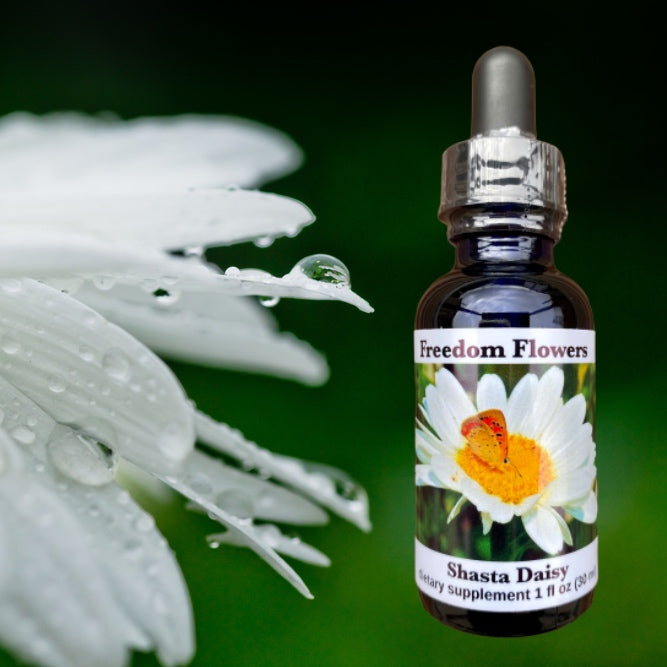 Shasta Daisy Flower Essence