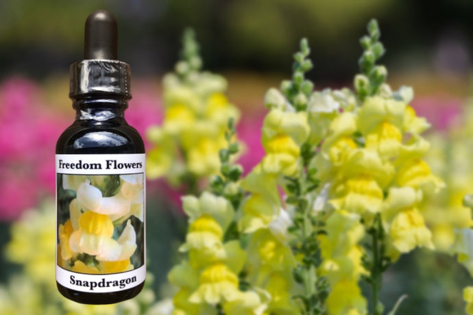 Snapdragon Flower Essence