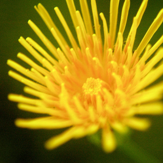 Sow Thistle Flower Essence