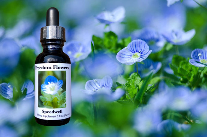 Speedwell Flower Essence