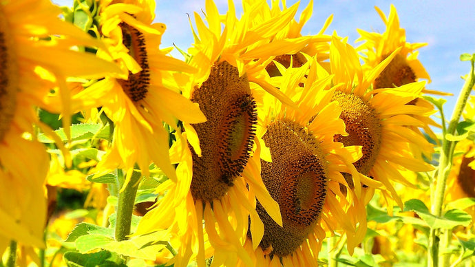 Sunflower Flower Essence